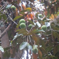 Chrysophyllum cainito L.